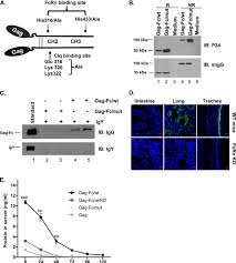 With akshay kumar, mithun chakraborty, deepika padukone, ranvir shorey. Design And Characterization Of Hiv 1 Gag Fused To Igg Fc Fragment And Download Scientific Diagram