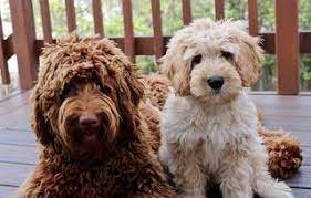 Brasken Kennels Labradoodle Breeder In California Labradoodle Labradoodle Breeders Dog Allergies