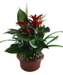 '2020 has proven to be a year of change and challenges. Flowers Plants For Boss S Day Ron Alicia Robinson Florist