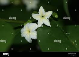 Image result for Mascarenhasia