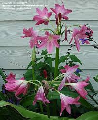 Image result for Crinum walteri