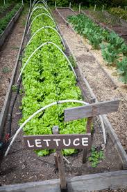Backyard organic vegetable gardening tips. 24 Fantastic Backyard Vegetable Garden Ideas Home Stratosphere