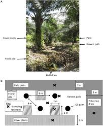 Check spelling or type a new query. Frontiers Carbon Emissions From Oil Palm Plantations On Peat Soil Forests And Global Change