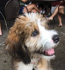 While we really recommend that you acquire all animals through a rescue, we understand that some people might go through a breeder to get their bernese mountain dog poodle mix puppy. Dog Of The Day Louie The Bernese Mountain Dog Poodle Mix Puppy The Dogs Of San Francisco