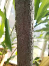 Image result for Loxostylis alata