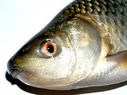 We did not find results for: Gambar Putih Sungai Suram Margasatwa Antena Makan Makanan Memasak Bahan Penangkapan Ikan Hinggap Studio Segar Obyek Perak Bertulang Belakang Mentah Menyamarkan Karper Sisik Bandeng Bream Menangkap Jenis Chordata Bulu Leher Hewan