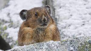 Pika Poo American Pika Traveling By Yourself Animals