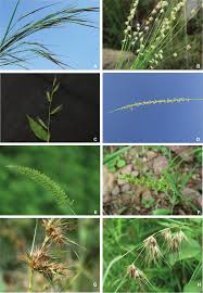 Image result for Sehima