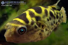 The image used above is for illustration purposes only. Dichotomyctere Ocellatus Palembang Kugelfisch My Fish Aus Freude An Der Aquaristik