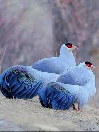 Faisan Orejudo Azul Es Una Especie De Ave Galliforme De La Familia Phasianidae Que Puebla Los Bosques Montanosos De Chin Aves Exoticas Aves Imagenes De Pajaro