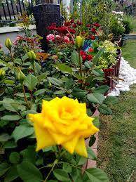 Pokok bunga ros jepun ini sesuai ditanam di atas tanah.selain itu, boleh juga digantung dalam pasu atau letakkan saja pasu tu kat atas tanah. Laman Rumah Mak Banyak Pokok Ros Semua Berbunga Lebat Wanita Ni Kongsi Rahsianya Keluarga