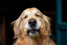 Pet care plus, fort worth, texas. Pet Supplies Plus Pet Supplies Plus