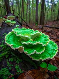 Image result for Ozoroa viridis