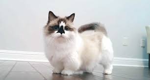 Daftar harga kucing semua ras terbaru 2019. Harga Kucing Munchkin Terbaru 2020