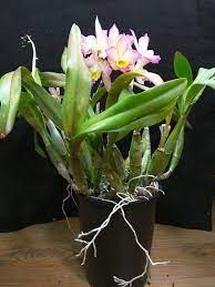 Apple blossom by avon is a fragrance for women. Kev S Orchids Bloom Event Iwanagara Apple Blossom