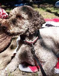 Wunderschöne lagotto hündin paula sucht eine liebe sportliche neue familie. Dimi 6 Jahre Sucht Ein Neues Zuhause Update 4 Color Passion Fci Lagotto Romagnolo Zucht