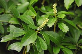 We did not find results for: 15 Best Evergreen Ground Cover Plants
