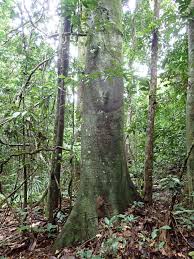 Image result for Tessmannia burttii