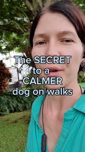 How to Stop Dog from Actinh Wild When