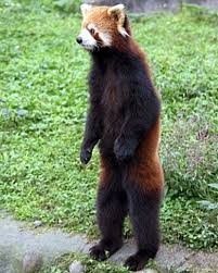 Red Pandas Red Panda Animal Pictures Panda