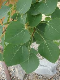 Prairie gold trembling aspen will grow to be about 40 feet tall at maturity, with a spread of 20 feet. Photo Of The Leaves Of Quaking Aspen Populus Tremuloides Prairie Gold Posted By Paul2032 Garden Org