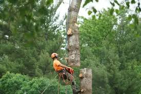 Tree Removal Sunshine Coast | Arboreal