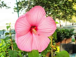 Image result for Hibiscus physaloides