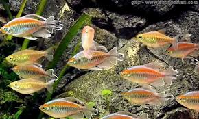 Phenacogrammus Interruptus Tetra Du Congo Phenaco Le Congo