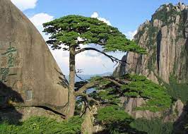 Check spelling or type a new query. Huangshan Information Huangshan Overview Huangshan Guide China Guide