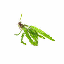 Image result for Aponogeton junceus