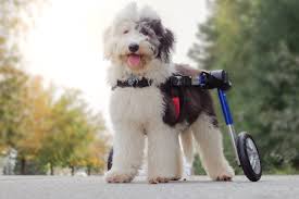 Image result for invalid dog wheelset