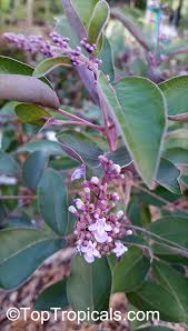 Image result for Vitex trifolia