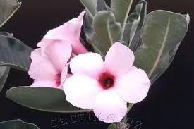 Image result for Adenium boehmianum