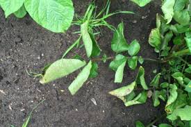 Maybe you would like to learn more about one of these? Leaf Roll Plrv