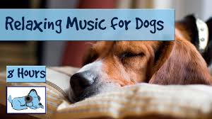 Before we jump into methods of calming down a dog, first of all we should really define exactly what we mean by 'hyper'. Over 8 Hours Of Relaxing Music For Dogs And Puppies Calm Down Stressed Or Anxious Dogs And Puppies Youtube