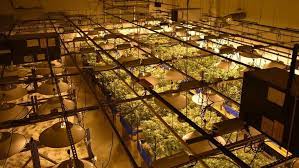 Maybe you would like to learn more about one of these? Leaving Grow Lights On 24 Hours Killer Yield Or Yield Killer Grow Light Info