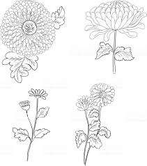 Pin On Botanical Illustration