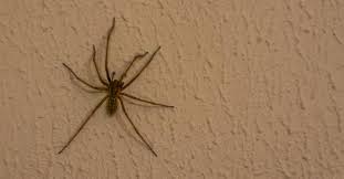 The giant house spider is the biggest spider in washington state and the seattle area, reaching a leg span of 1.8 inches (45 mm). How To Tell If You Have Hobo Spiders New Leaf Pest Control