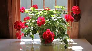 Most gardeners will enjoy growing them for their soft foliage. Houseplants For The House Proud Financial Times