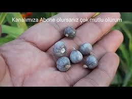 Bircogunuzun Bilmedigini Harika Bir Bitki Tespih Bitkisi Corx Lacryma Gozyasi Otu Tespih Misiri Youtube Otlar Misir Bitki