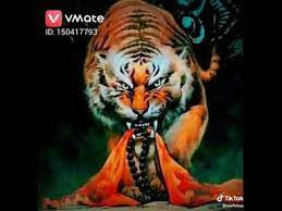 Tiger And Shivaji Maharaj Ringtone Youtube Best Background Images Tiger Wallpaper Animals