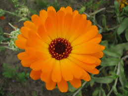 Sign of the zodiac and dates: Calendula Birth Flower For October Flowers By Flourish