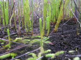 Image result for Lycopodiella caroliniana