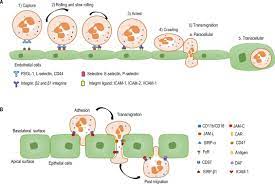 Pain medicine news (online newspaper) pmn: Neutrophils And Pmn Mdsc Their Biological Role And Interaction With Stromal Cells Sciencedirect