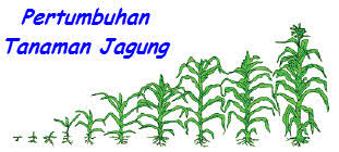 Maybe you would like to learn more about one of these? Tanaman Jagung Berkembang Biak Dengan Cara Berbagi Tanam