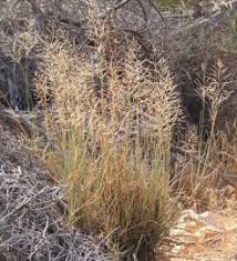 Image result for Sporobolus ioclados