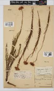 Image result for Callilepis laureola