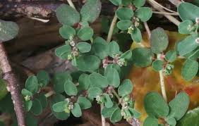 Image result for Euphorbia serpens