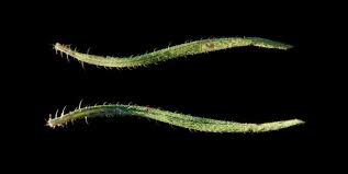 Image result for Hirpicium gazanioides