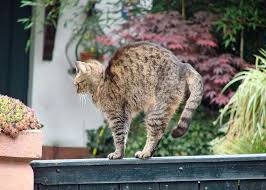 You can go on a journey soon or can be in a crowded environment. Why Do We Recommend The Cat Camel Or Is It The Cat Cow